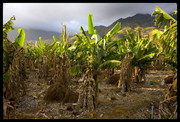La Palma, bananenpla