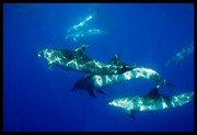 Dolfijnen rond La Pa
