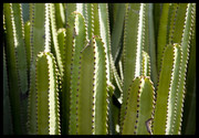 La Palma, cactus